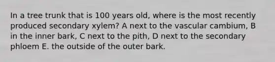 In a tree trunk that is 100 years old, where is the most recently produced secondary xylem? A next to the vascular cambium, B in the inner bark, C next to the pith, D next to the secondary phloem E. the outside of the outer bark.