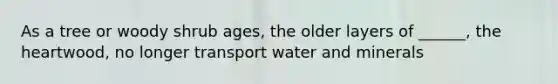 As a tree or woody shrub ages, the older layers of ______, the heartwood, no longer transport water and minerals