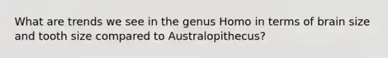 What are trends we see in the genus Homo in terms of brain size and tooth size compared to Australopithecus?