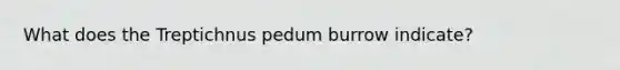 What does the Treptichnus pedum burrow indicate?