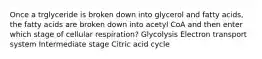 Once a trglyceride is broken down into glycerol and fatty acids, the fatty acids are broken down into acetyl CoA and then enter which stage of cellular respiration? Glycolysis Electron transport system Intermediate stage Citric acid cycle