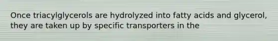 Once triacylglycerols are hydrolyzed into fatty acids and glycerol, they are taken up by specific transporters in the