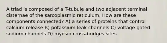 A triad is composed of a T-tubule and two adjacent terminal cisternae of the sarcoplasmic reticulum. How are these components connected? A) a series of proteins that control calcium release B) potassium leak channels C) voltage-gated sodium channels D) myosin cross-bridges sites