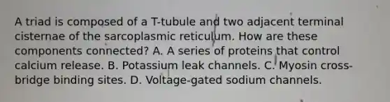 A triad is composed of a T-tubule and two adjacent terminal cisternae of the sarcoplasmic reticulum. How are these components connected? A. A series of proteins that control calcium release. B. Potassium leak channels. C. Myosin cross-bridge binding sites. D. Voltage-gated sodium channels.