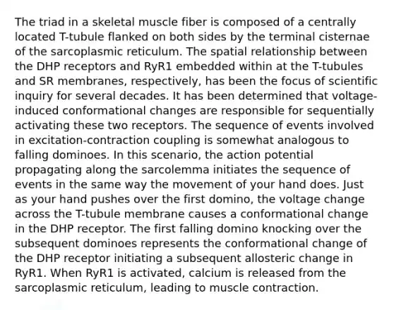 The triad in a skeletal muscle fiber is composed of a centrally located T-tubule flanked on both sides by the terminal cisternae of the sarcoplasmic reticulum. The spatial relationship between the DHP receptors and RyR1 embedded within at the T-tubules and SR membranes, respectively, has been the focus of scientific inquiry for several decades. It has been determined that voltage-induced conformational changes are responsible for sequentially activating these two receptors. The sequence of events involved in excitation-contraction coupling is somewhat analogous to falling dominoes. In this scenario, the action potential propagating along the sarcolemma initiates the sequence of events in the same way the movement of your hand does. Just as your hand pushes over the first domino, the voltage change across the T-tubule membrane causes a conformational change in the DHP receptor. The first falling domino knocking over the subsequent dominoes represents the conformational change of the DHP receptor initiating a subsequent allosteric change in RyR1. When RyR1 is activated, calcium is released from the sarcoplasmic reticulum, leading to muscle contraction.