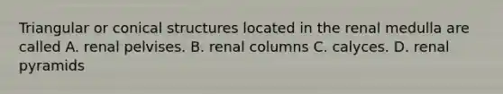 Triangular or conical structures located in the renal medulla are called A. renal pelvises. B. renal columns C. calyces. D. renal pyramids