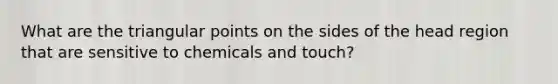 What are the triangular points on the sides of the head region that are sensitive to chemicals and touch?