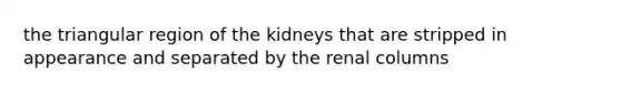 the triangular region of the kidneys that are stripped in appearance and separated by the renal columns