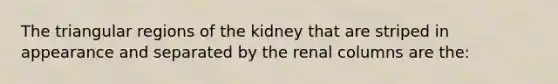 The triangular regions of the kidney that are striped in appearance and separated by the renal columns are the: