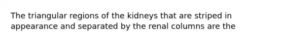 The triangular regions of the kidneys that are striped in appearance and separated by the renal columns are the