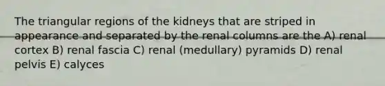 The triangular regions of the kidneys that are striped in appearance and separated by the renal columns are the A) renal cortex B) renal fascia C) renal (medullary) pyramids D) renal pelvis E) calyces