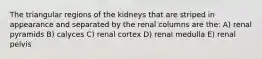 The triangular regions of the kidneys that are striped in appearance and separated by the renal columns are the: A) renal pyramids B) calyces C) renal cortex D) renal medulla E) renal pelvis