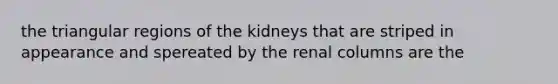 the triangular regions of the kidneys that are striped in appearance and spereated by the renal columns are the