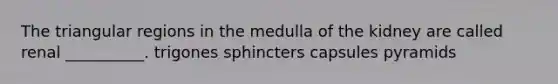 The triangular regions in the medulla of the kidney are called renal __________. trigones sphincters capsules pyramids