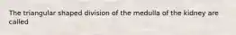 The triangular shaped division of the medulla of the kidney are called