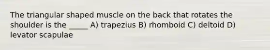 The triangular shaped muscle on the back that rotates the shoulder is the _____ A) trapezius B) rhomboid C) deltoid D) levator scapulae