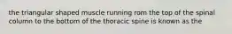 the triangular shaped muscle running rom the top of the spinal column to the bottom of the thoracic spine is known as the