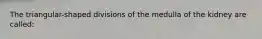 The triangular-shaped divisions of the medulla of the kidney are called: