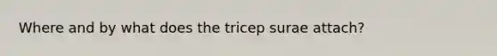 Where and by what does the tricep surae attach?