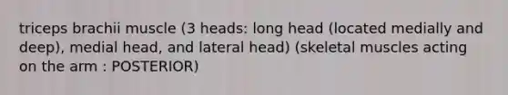 triceps brachii muscle (3 heads: long head (located medially and deep), medial head, and lateral head) (skeletal muscles acting on the arm : POSTERIOR)