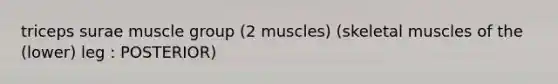 triceps surae muscle group (2 muscles) (skeletal muscles of the (lower) leg : POSTERIOR)