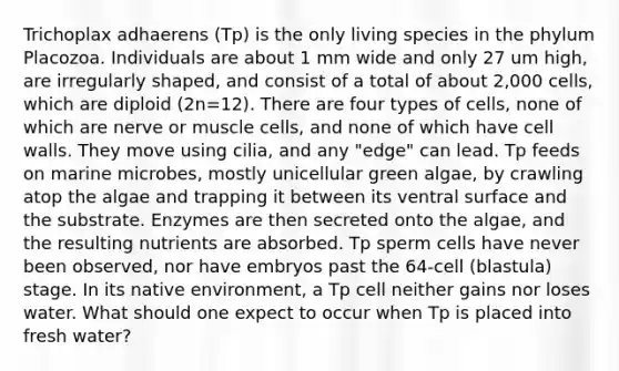 Trichoplax adhaerens (Tp) is the only living species in the phylum Placozoa. Individuals are about 1 mm wide and only 27 um high, are irregularly shaped, and consist of a total of about 2,000 cells, which are diploid (2n=12). There are four types of cells, none of which are nerve or muscle cells, and none of which have cell walls. They move using cilia, and any "edge" can lead. Tp feeds on marine microbes, mostly unicellular green algae, by crawling atop the algae and trapping it between its ventral surface and the substrate. Enzymes are then secreted onto the algae, and the resulting nutrients are absorbed. Tp sperm cells have never been observed, nor have embryos past the 64-cell (blastula) stage. In its native environment, a Tp cell neither gains nor loses water. What should one expect to occur when Tp is placed into fresh water?