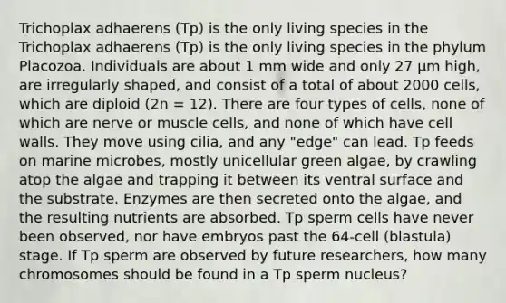 Trichoplax adhaerens (Tp) is the only living species in the Trichoplax adhaerens (Tp) is the only living species in the phylum Placozoa. Individuals are about 1 mm wide and only 27 μm high, are irregularly shaped, and consist of a total of about 2000 cells, which are diploid (2n = 12). There are four types of cells, none of which are nerve or muscle cells, and none of which have cell walls. They move using cilia, and any "edge" can lead. Tp feeds on marine microbes, mostly unicellular green algae, by crawling atop the algae and trapping it between its ventral surface and the substrate. Enzymes are then secreted onto the algae, and the resulting nutrients are absorbed. Tp sperm cells have never been observed, nor have embryos past the 64-cell (blastula) stage. If Tp sperm are observed by future researchers, how many chromosomes should be found in a Tp sperm nucleus?