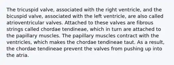 The tricuspid valve, associated with the right ventricle, and the bicuspid valve, associated with the left ventricle, are also called atrioventricular valves. Attached to these valves are fibrous strings called chordae tendineae, which in turn are attached to the papillary muscles. The papillary muscles contract with the ventricles, which makes the chordae tendineae taut. As a result, the chordae tendineae prevent the valves from pushing up into the atria.