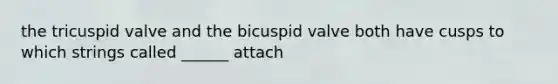 the tricuspid valve and the bicuspid valve both have cusps to which strings called ______ attach