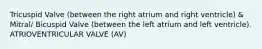 Tricuspid Valve (between the right atrium and right ventricle) & Mitral/ Bicuspid Valve (between the left atrium and left ventricle). ATRIOVENTRICULAR VALVE (AV)