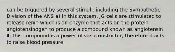 can be triggered by several stimuli, including the Sympathetic Division of the ANS a) In this system, JG cells are stimulated to release renin which is an enzyme that acts on the protein angiotensinogen to produce a compound known as angiotensin II; this compound is a powerful vasoconstrictor; therefore it acts to raise blood pressure