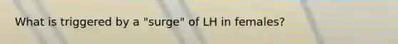 What is triggered by a "surge" of LH in females?