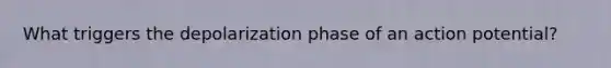 What triggers the depolarization phase of an action potential?