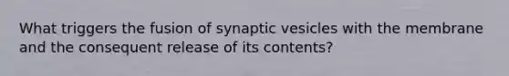 What triggers the fusion of synaptic vesicles with the membrane and the consequent release of its contents?