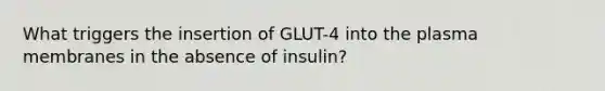 What triggers the insertion of GLUT-4 into the plasma membranes in the absence of insulin?