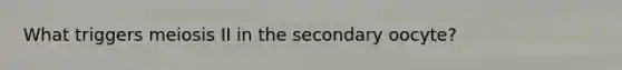 What triggers meiosis II in the secondary oocyte?