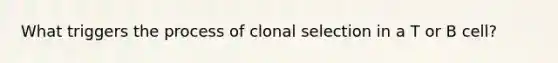 What triggers the process of clonal selection in a T or B cell?