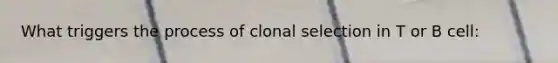 What triggers the process of clonal selection in T or B cell: