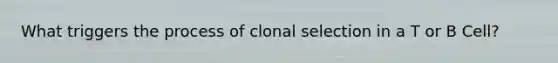 What triggers the process of clonal selection in a T or B Cell?