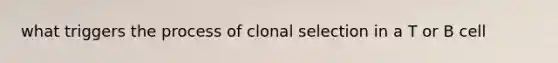 what triggers the process of clonal selection in a T or B cell
