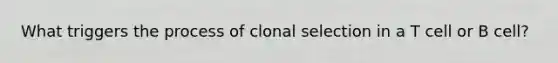 What triggers the process of clonal selection in a T cell or B cell?