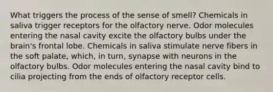 What triggers the process of the sense of smell? Chemicals in saliva trigger receptors for the olfactory nerve. Odor molecules entering the nasal cavity excite the olfactory bulbs under the brain's frontal lobe. Chemicals in saliva stimulate nerve fibers in the soft palate, which, in turn, synapse with neurons in the olfactory bulbs. Odor molecules entering the nasal cavity bind to cilia projecting from the ends of olfactory receptor cells.