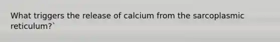 What triggers the release of calcium from the sarcoplasmic reticulum?`