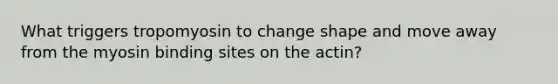 What triggers tropomyosin to change shape and move away from the myosin binding sites on the actin?