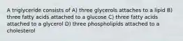 A triglyceride consists of A) three glycerols attaches to a lipid B) three fatty acids attached to a glucose C) three fatty acids attached to a glycerol D) three phospholipids attached to a cholesterol