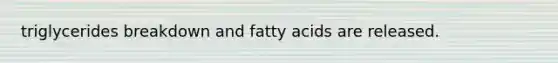 triglycerides breakdown and fatty acids are released.