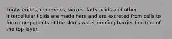 Triglycerides, ceramides, waxes, fatty acids and other intercellular lipids are made here and are excreted from cells to form components of the skin's waterproofing barrier function of the top layer.