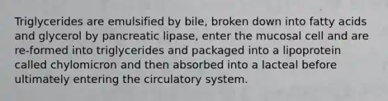 Triglycerides are emulsified by bile, broken down into fatty acids and glycerol by pancreatic lipase, enter the mucosal cell and are re-formed into triglycerides and packaged into a lipoprotein called chylomicron and then absorbed into a lacteal before ultimately entering the circulatory system.