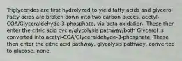 Triglycerides are first hydrolyzed to yield fatty acids and glycerol Fatty acids are broken down into two carbon pieces, acetyl-COA/Glyceraldehyde-3-phosphate, via beta oxidation. These then enter the citric acid cycle/glycolysis pathway/both Glycerol is converted into acetyl-COA/Glyceraldehyde-3-phosphate. These then enter the citric acid pathway, glycolysis pathway, converted to glucose, none.