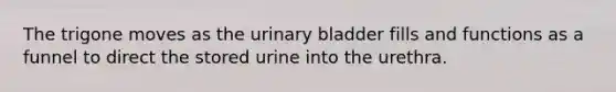 The trigone moves as the urinary bladder fills and functions as a funnel to direct the stored urine into the urethra.